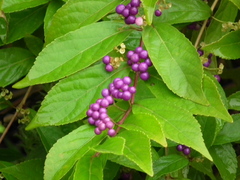 Callicarpa dichotoma