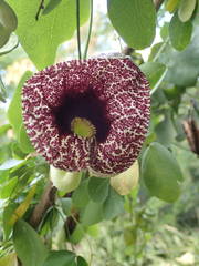 Aristolochia elegans image