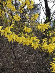 Forsythia koreana