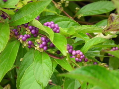 Callicarpa dichotoma