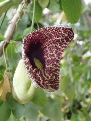 Aristolochia elegans image