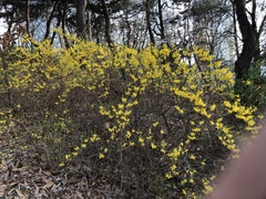 Forsythia koreana