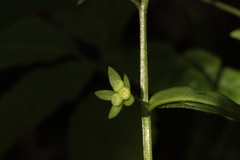 Memoremea scorpioides