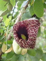 Aristolochia elegans image