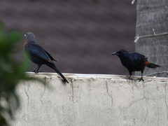 Onychognathus morio morio