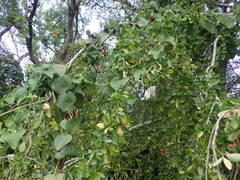 Aristolochia elegans image