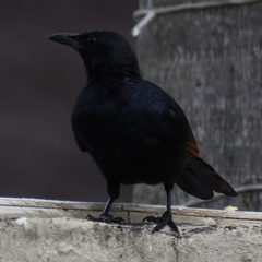 Onychognathus morio morio