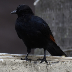 Onychognathus morio morio