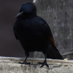 Onychognathus morio morio