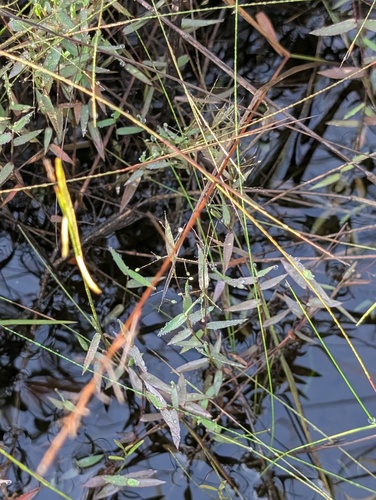 Trichanthecium parvifolium, 2026-04-26