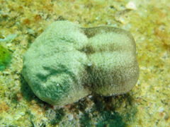 Sphenopus marsupialis