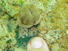 Sphenopus marsupialis