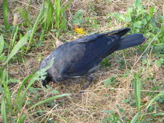 Corvus monedula