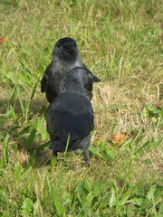 Corvus monedula