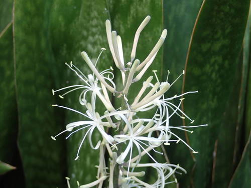 Cordyline fruticosa image