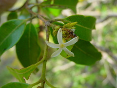 Landolphia kirkii