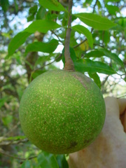 Landolphia kirkii