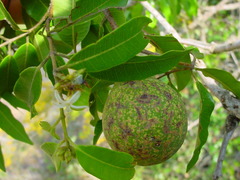 Landolphia kirkii