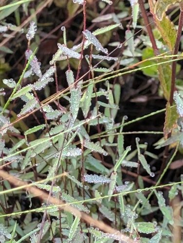 Trichanthecium parvifolium, 2026-04-26