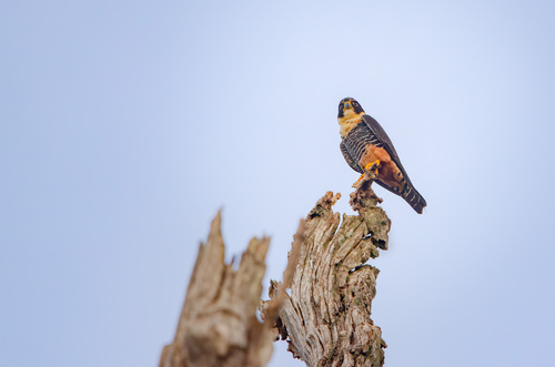 Bat Falcon
