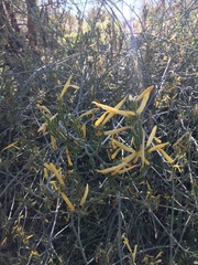 Justicia californica