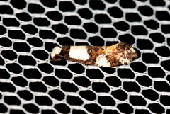 Monopis icterogastra