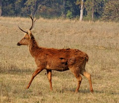 Rucervus duvaucelii branderi