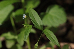 Memoremea scorpioides
