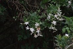 Jasminum angulare