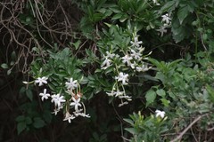 Jasminum angulare