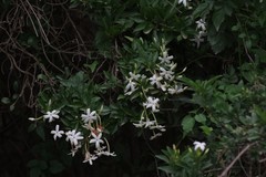 Jasminum angulare