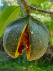 Tabernaemontana elegans