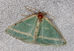 Mixocera latilineata