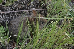 Romerolagus diazi