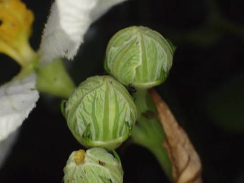 Wild Melon