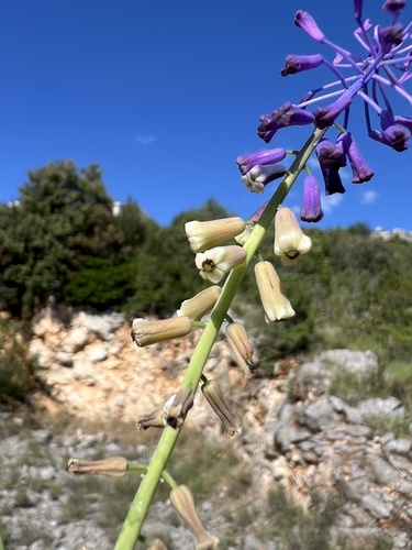 Muscari tenuiflorum (Muscari tenuiflorum)