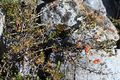 Coprosma cheesemanii