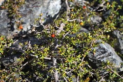 Coprosma cheesemanii