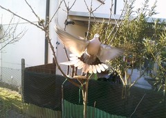 Streptopelia decaocto