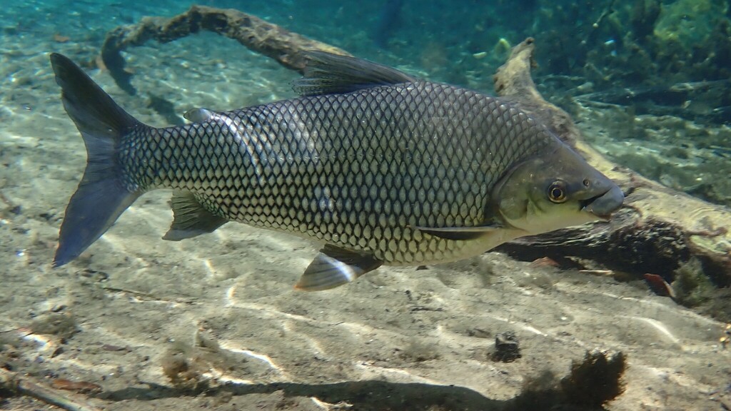 Streaked Prochilod
