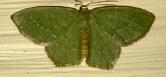 Thalera pistasciaria