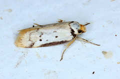 Philobota thiocrossa