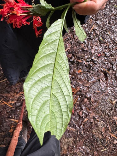 Pachystachys spicata, photograph 2