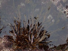 Stephanocystis
