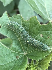 Xanthodes transversa