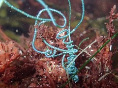 Chaetomorpha spiralis