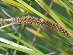 Carex flagellifera
