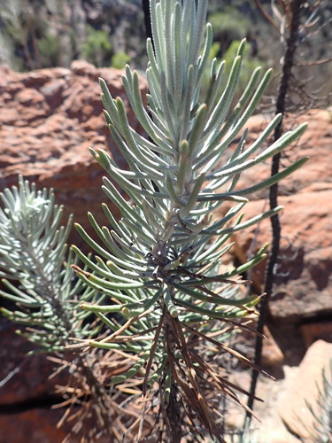 Euryops tenuissimus, photograph 6