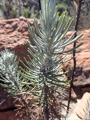 Euryops tenuissimus, photograph (c) Nicola van Berkel, some rights reserved (CC BY-SA)