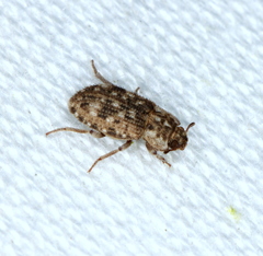 Leichenum